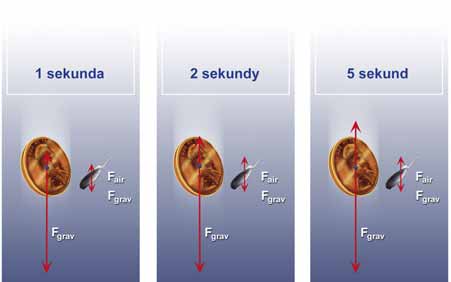 Trochę teorii Eksperymentuj! Walka oporu powietrza z grawitacją. W przypadku piórka rosnąca (wraz z prędkością ruchu) siła oporu równoważy grawitację już w drugiej sekundzie ruchu.