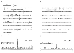 ANDRZEJ WRÓBEL PSYCHOLOGIA-ETOLOGIA-GENETYKA 173 się jednak, że dla wzbudzenia kory charakterystyczny jest przede wszystkim spadek amplitudy wolnych oscylacji w zakresie 1-4 Hz, a moc widma w paśmie