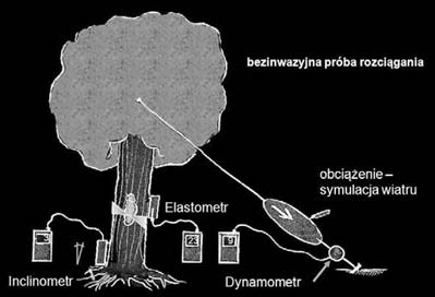 Obecnie dostępne są także metody instrumentalnego pomiaru statyki. Pozwalają one na bardziej precyzyjne i obiektywne spojrzenie na problemy defektów drzewa.