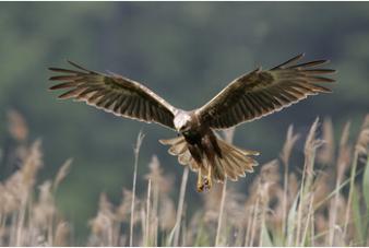 Rozdział: OCHRONA PRZYRODY Obszary NATURA 2000 Obejmują fragmenty miasta Kielce, zostały utworzone decyzją Komisji Europejskiej nr K(2010) 9669 z dnia 10.1.2011 r.