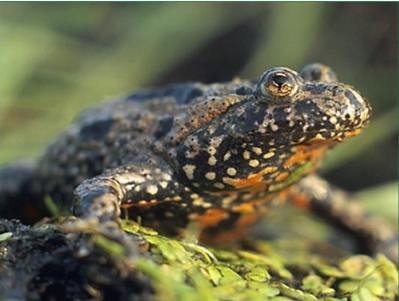 (Lutra lutra); Bóbr europejski, Fot. A. Tabor 3. Płazy i gady traszka grzebieniasta (Triturus cristatus), kumak nizinny (Bombina bombina); 4. Ryby minóg strumieniowy (Lampetra planeri); 5.