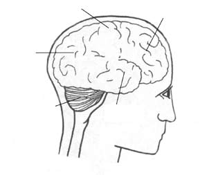 płat ciemieniowy płat czołowy płat potyliczny móżdżek płat skroniowy Czasem rodzaj napadu i typ padaczki określa się terminem odnoszącym się do tej półkuli lub obszaru mózgu, w którym pierwotnie