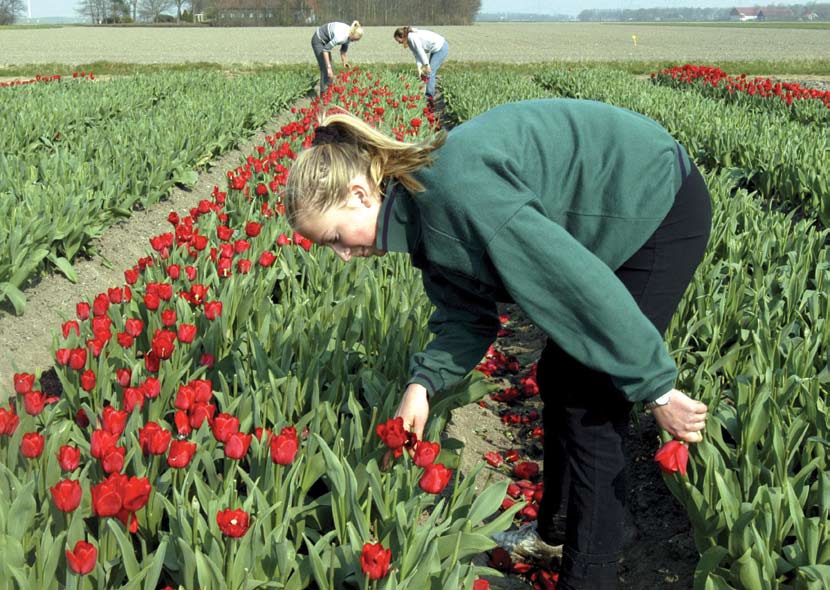 dotowanej pomocy prawnej Juridisch Loket. Jeśli nie jesteś w stanie się porozumieć, zostanie (za darmo) wezwany tłumacz. Dodatkowe informacje można znaleźć na stronie www.juridischloket.nl.