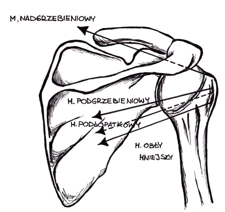 odgrywa w ruchu rotacji wewnętrznej i w przywodzeniu.