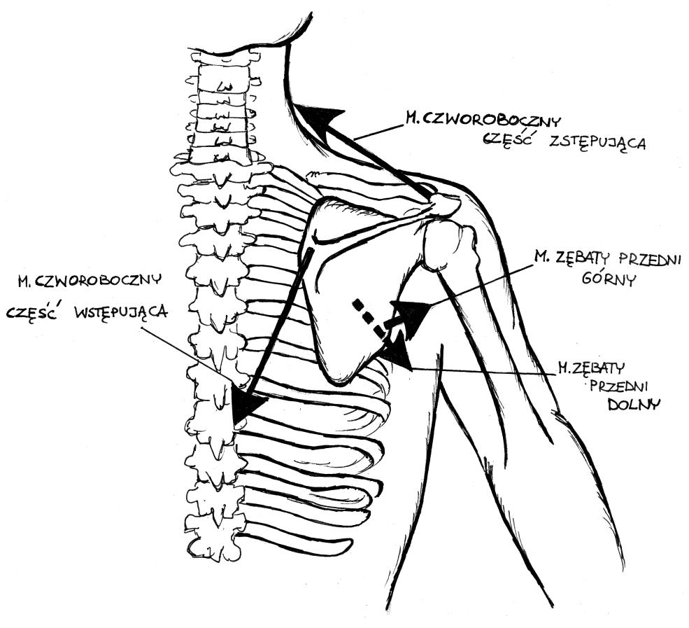 Ryc. 7 Funkcjonalne pary mięśni stabilizujące łopatkę (wzorowane na [3] ) Taśmy mięśniowo powięziowe Obok mięśni w skład taśm wchodzi powięź.
