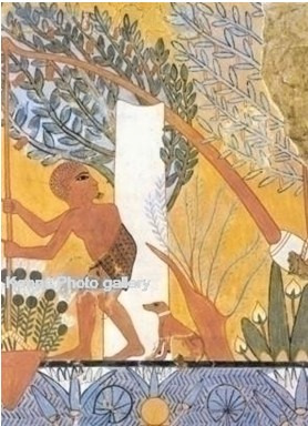 Ryc. 17. Garbaty służący nawadniający ogród. Relief z grobowca W roku 2008 w Amarna znaleziony został szkielet który, jak się przypuszcza, mógł być szczątkami żołnierza. Mężczyzna zmarły w wieku ok.