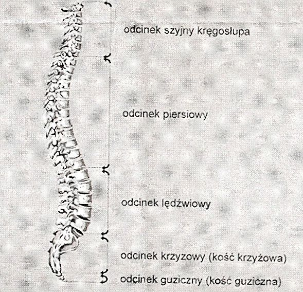 Naturalne krzywizny kręgosłupa Mamy trzy naturalne krzywizny kręgosłupa: lordoza szyjna, kifoza piersiowa,