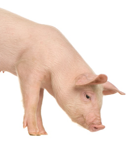 3 Trzoda chlewna Opłacalność produkcji świń dr Marian Kamyczek Instytut Zootechniki PIB Zakład Doświadczalny Pawłowice W ostatnich latach europejscy producenci trzody chlewnej zmagają się z problemem
