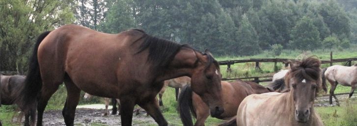 odejdź ode mnie ruch głowy w naszym kierunku z położeniem uszu, stopień wyżej nie chcę cie tu!