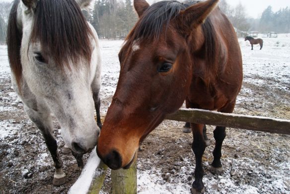 bo często na trasie kopnięcia znajduje się noga jeźdźca ( a koń upomina konia a nie jeźdźca) chodźcie do mnie wolny krok do przodu, ale energiczny,