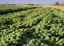 Metodyka: Opodatkowanie pestycydów Do 1996r. firmy agrochemiczne obciążane były opłatą wynoszącą ponad 3% wartości rocznego obrotu pestycydami.