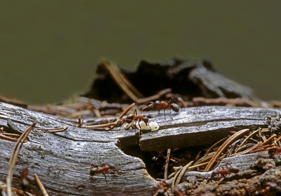 Mrówki środowisk leśnych Polski - przewodnik