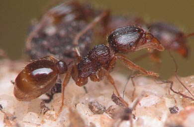 Temnothorax unifasciatus Długość ciała robotnic 2,8-3,5 mm; ciało żółte, jedynie na tergitach odwłoka występują brązowe przepaski.