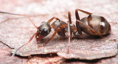 Formica rufibarbis pierwomrówka krasnolica Długość ciała robotnic 5,0-7,0 mm, ciało dwubarwne: tylna część głowy i odwłok ciemnobrunatne, pozostała część ceglastoczerwona, zwykle z brunatnoceglastą