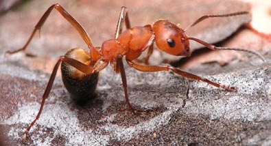 re kopce ziemne. Kolonie zwykle monoginiczne i monokaliczne. Mrówki drapieżne i padlinożerne, nie wykazujące agresji wobec innych mrówek. Lot godowy w sierpniu.