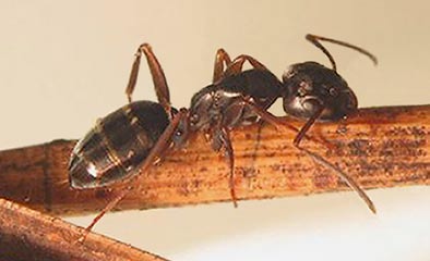 i F. cinerea). Zamieszkuje przede wszystkim środowiska suche i nasłonecznione. Tworzy kolonie monoginiczne, liczące do 2-3 tysięcy robotnic własnego gatunku oraz znacznie większej liczby niewolnic.