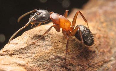 Camponotus ligniperdus gmachówka drzewotoczna Długość ciała robotnic 6,0-14,0 mm; ciało ciemnobrunatne z rozległą czerwoną plamą na nasadzie odwłoka i górnej powierzchni pierwszego tergitu odwłoka,