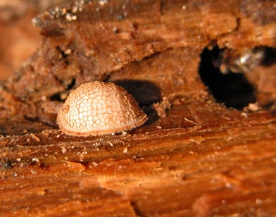 pióra skrzydeł, natomiast zwierzyna tarza się w mrowisku prowokując mrówki do spryskiwania ich skóry kwasem mrówkowym.
