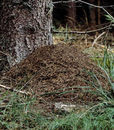 52 Ochronie podlegają nie tylko mrówki leśne, ale także ich gniazda (mrowiska). Zakaz niszczenia mrowisk zawarty został w ustawie o lasach (art. 30.1.