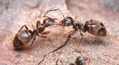 8 Robotnice Lasius niger podczas trofolaksji na składanie jaj. Robotnice odbierają świeżo złożone jaja i zanoszą je do komory lęgowej. Po kilku (1-5) tygodniach wykluwają się z nich larwy.