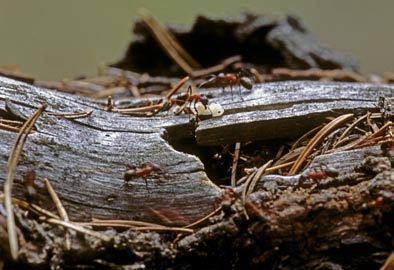 Gniazdo Formica sanguinea widoczne są szlaki komunikacyjne, które biegną na powierzchni ziemi lub podziemnymi tunelami.