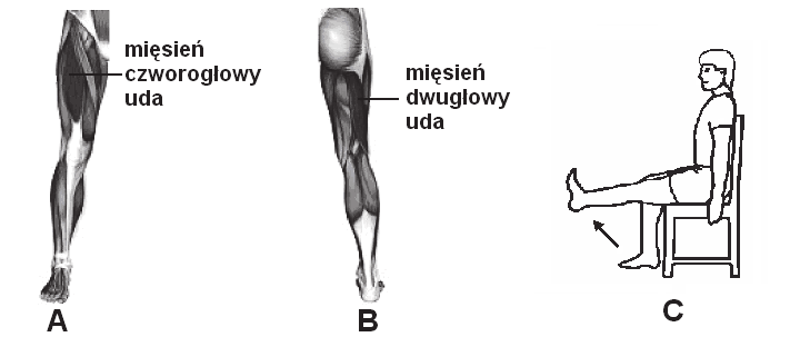 Egzamin maturalny z biologii 5 Zadanie 10. (2 pkt) W tabeli przedstawiono prędkość przewodzenia impulsów przez włókna nerwowe rdzenne (z osłonką mielinową) o różnej średnicy aksonów.