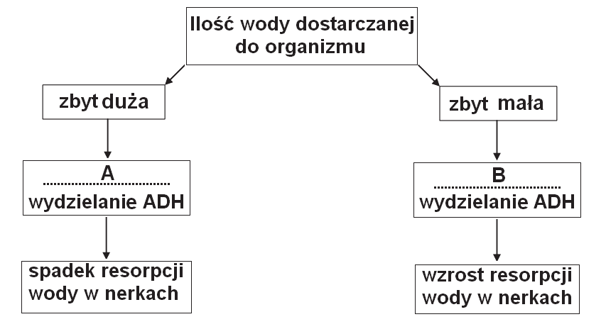 Egzamin maturalny z biologii 7 Zadanie 14.