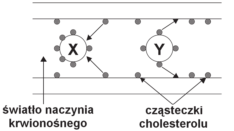 Egzamin maturalny z biologii 9 Zadanie 19. (2 pkt) Tłuszcze, które są nierozpuszczalne w wodzie, krążą we krwi człowieka w postaci związanej z białkami jako lipoproteiny.