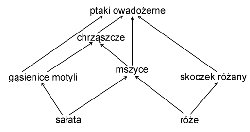 10 Egzamin maturalny z biologii Zadanie 25. (3 pkt) Typ nasady płatka usznego u człowieka dziedziczy się zgodnie z I prawem Mendla. Za tę cechę odpowiada jeden gen autosomalny.