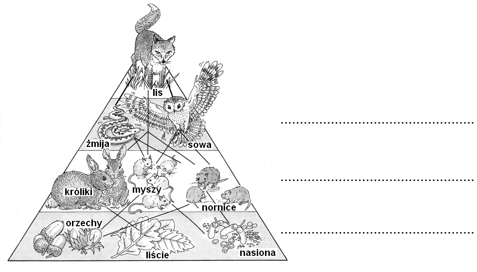 Egzamin maturalny z biologii 11 Informacje do zadań 27. i 28. Na schemacie przedstawiono piramidę pokarmową z biocenozy lasu oraz fragment przykładowej sieci pokarmowej. Na podstawie: J. Chisholm, D.