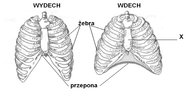 Egzamin maturalny z biologii 3 Informacje do zadań 6. i 7. Na schemacie przedstawiono kształt klatki piersiowej oraz położenie przepony podczas wydechu i wdechu. Zadanie 6.