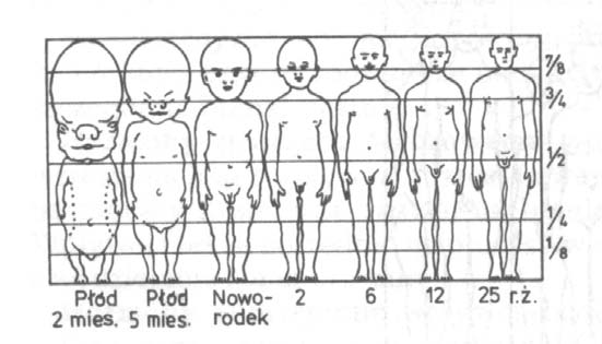 ciała: określamy w 3 proporcjach wysokość głowy,