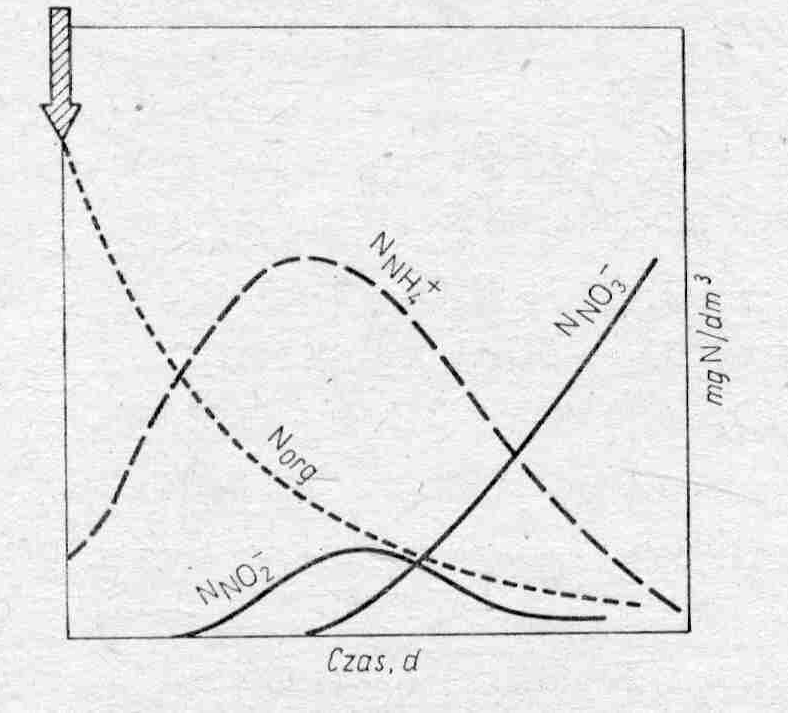 Najwyższe stężenia amoniaku obserwuje się w okresach pokrywy lodowej. Na rys.