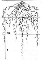 Systemy korzeniowe roślin uprawnych