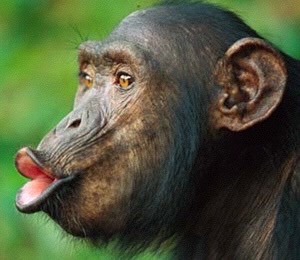 EMOCJE SPOŁECZNE/MORALNE BONOBO? [Szympansica] Choco stawała się coraz bardziej rozbrykana i trzeba było ją poskromić.