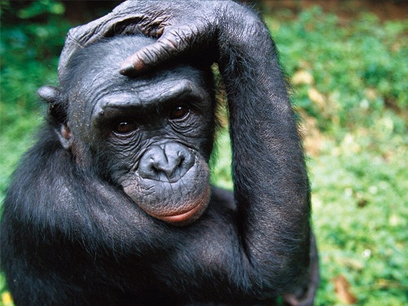 EMOCJE SPOŁECZNE/MORALNE BONOBO? Pewnego razu [bonobo] Lody był jednak raczej mało empatyczny, kiedy odgryzł palec lekarce weterynarii, która rozdawała witaminy przez siatkę ( ).