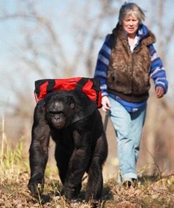 BONUS krótki wykład Susan Savage-Rumbaugh The gentle genius of bonobos na TED: