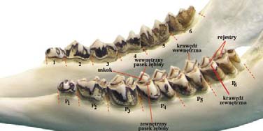 Uzębienie żuchwy sarny Stałe zęby policzkowe (boczne) sarny: P 1, P 2, P 3 zęby przedtrzonowe; M 1, M 2, M 3 zęby