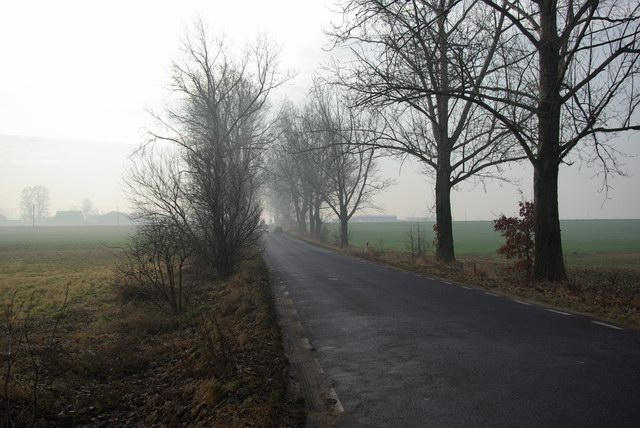 Fot. 4 Zadrzewienia wzdłuŝ drogi wojewódzkiej nr 450, w rejonie miejscowości Mirków Zadrzewienia śródpolne pełnią bardzo waŝne funkcje w zachowaniu równowagi biologicznej terenu.