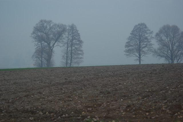 5 Zadrzewienia towarzyszące terenom uprawnym w rejonie projektowanej drogi (wariant I) Zadrzewienia śródpolne stanową schronienie, a nawet habitat zastępczy dla licznych gatunków zwierząt,