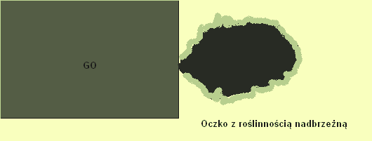 Rys.1 Liniowe elementy krajobrazu (np. żywopłot, rów) oraz strefy buforowe są uznawane za obszary proekologiczne (EFA), jeśli przylegają dłuższą krawędzią do gruntu ornego (rys.