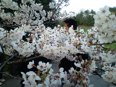 Kraj Kwitnącej Wiśni Sakura (wiśnia) to najbardziej popularny kwiat w Japonii. Japończycy uważają, że kwiat wiśni jest symbolem Japonii. Kolory kwiatów to biały, jasnoróżowy albo ciemnoróżowy.