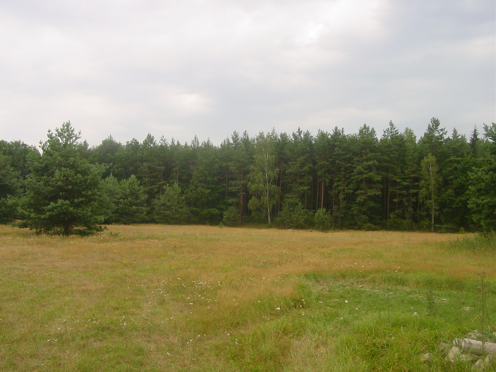 GMINA WIEJSKA OSRÓDA Samborowo otaczają trzy duŝe kompleksy leśne oraz kilka mniejszych izolowanych skupisk, które naleŝą do leśnictwa Drwęca i GierłoŜ.