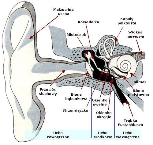SŁUCH I BUDOWA UCHA Ucho - organ