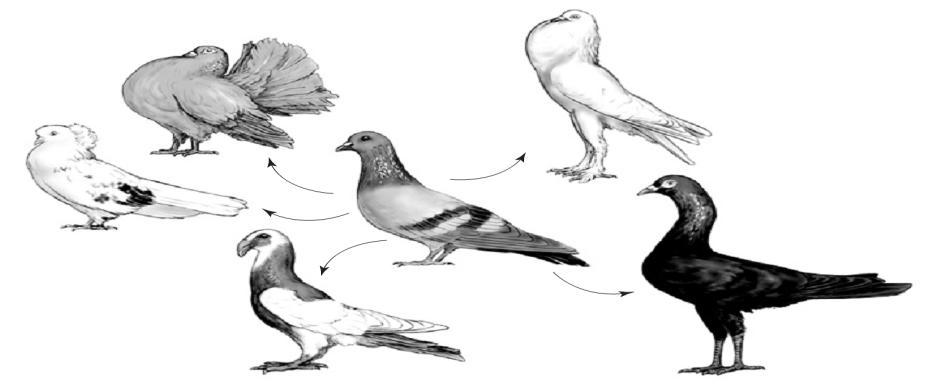 Określ dwie przyczyny, które spowodowały radiację adaptatywną zięb na wyspach Archipelagu Galapagos. 1....... 2.