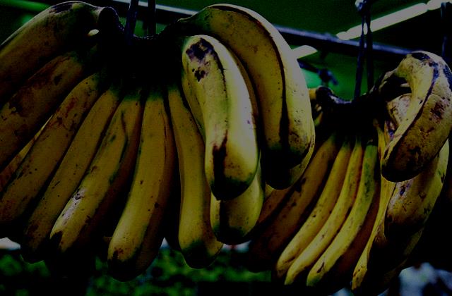 Banany - odporność na wirusy i grzyby -