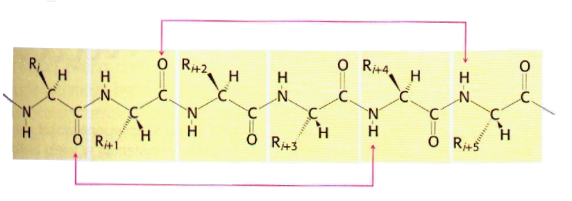 2.2. Rola białek w organizmach 17 C α (patrz rys. 2.7) i karbonylowym atomem węgla (C α - CO), C α i atomem azotu (N C α ).