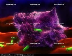 Działanie makrofagów Makrofag jest komórką odpowiedzialną za