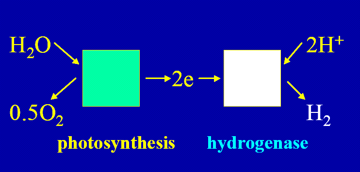 C. Biowodór Wodór otrzymywany z biomasy w procesach biologicznych.