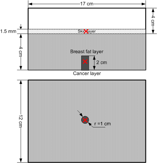 where: is the conductivity of tissue [S/m], E electric field [V/m] in the tissue and - the density of tissue [kg/m 3 ]. b) a) c) Fig. 2.